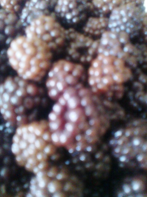 Recetas caseras : Orujillo de  moras 
